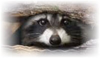 raccoon